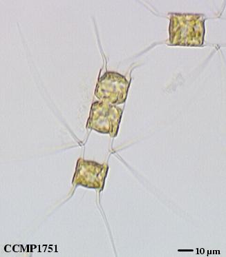 CCMP1751 | NCMA at Bigelow Laboratory
